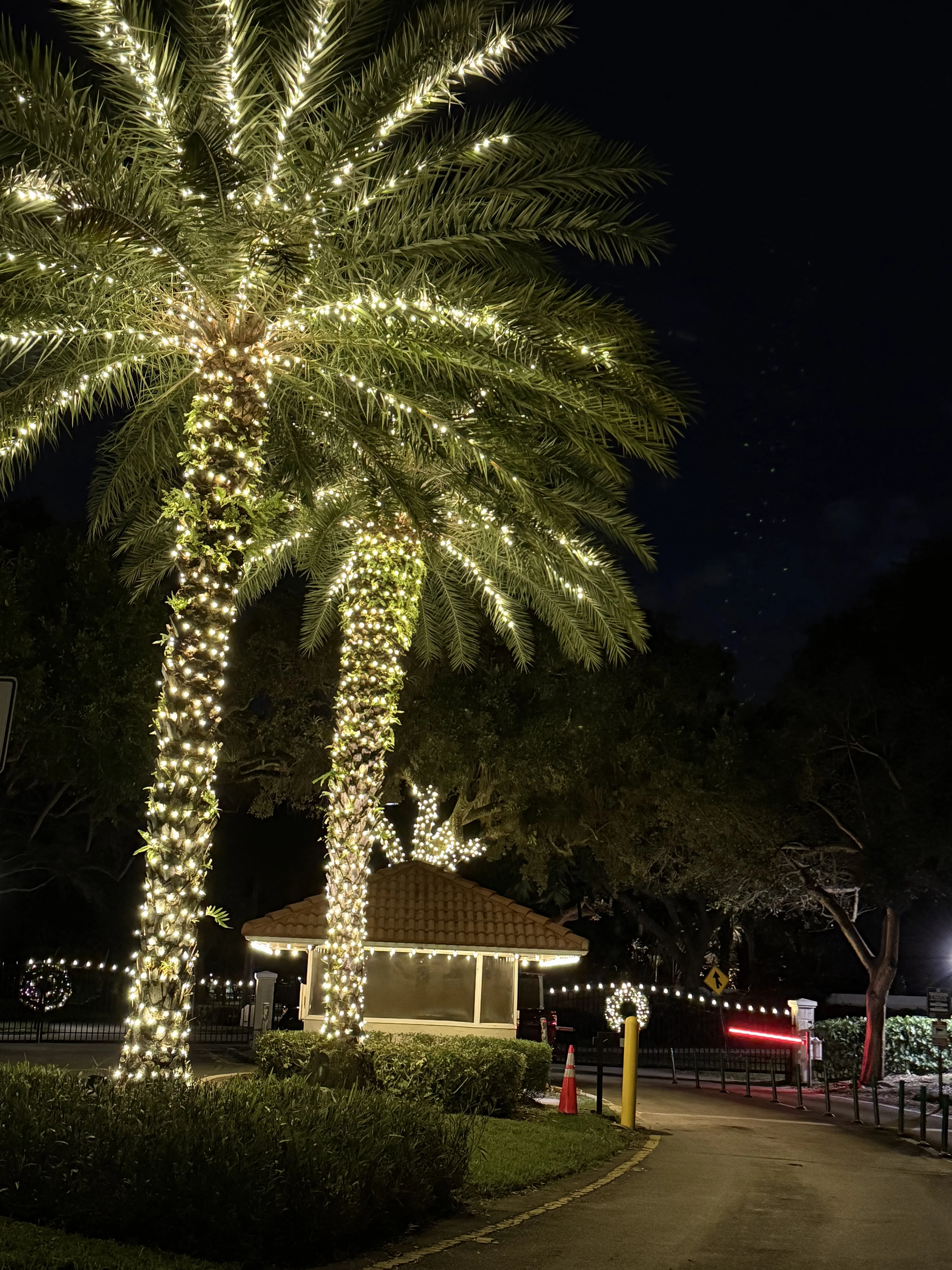 Close-up detail of palm trees with warm white LED wrapping technique
